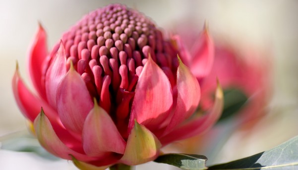 Waratah