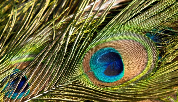 Peacock Feather