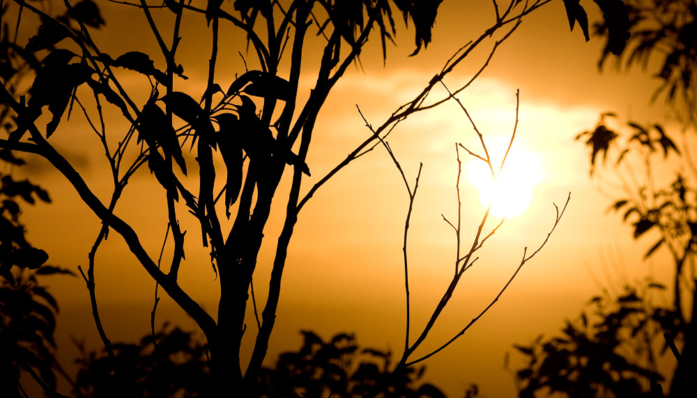 Sunset Gums