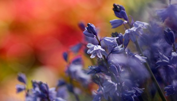 Spring Flowers