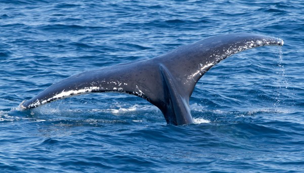 Humpback Whale